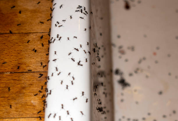 Best Pest Inspection Near Me  in Gibsonton, FL