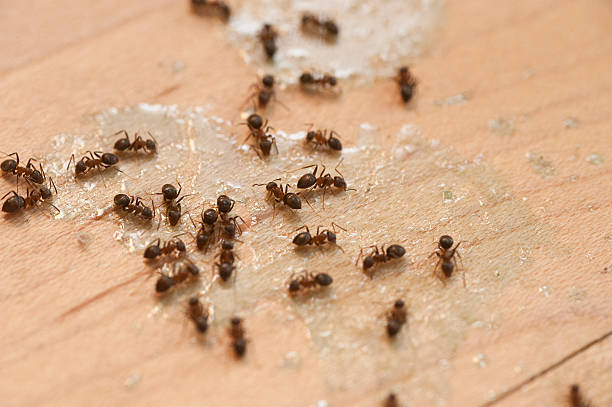Best Cockroach Control Services  in Gibsonton, FL